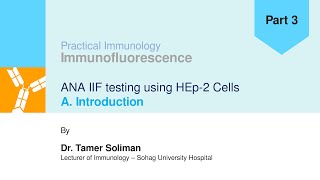 IIF  Part 3 ANA IIF  Introduction  Dr Tamer Soliman [upl. by Aicinod]