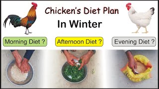 Chickens Diet plan in winter  Chicken winter feed  Homemade free chicken feed [upl. by Wilhelmina972]