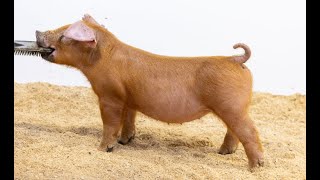 171 Duroc Gilt [upl. by Jackqueline882]