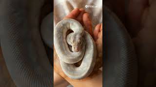 facts about Axanthic Ball Python [upl. by Anaz]