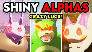 CRAZY SHINY ALPHA LUCK  25 MORE in Pokemon Legends Arceus [upl. by Ueihttam]