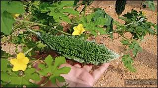 How to grow Bitter Gourd at homeBitter gourd plant [upl. by Atilrac]