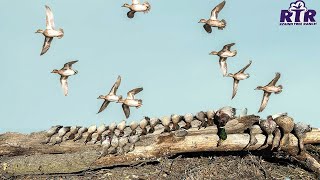 Late Season Ice Ripper Mixed Bag  Kansas Duck Hunting 2022 [upl. by Abbotson]