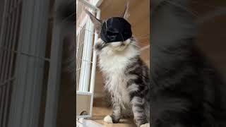 Catbat batcat batman FOR GOTHAM memes I stole from tiktok permanently pt  memes funny [upl. by Cacia596]