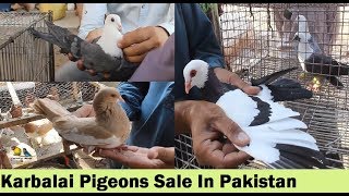 Pigeons Market in Pakistan  Guru Mandir Kabootar Market [upl. by Ysle980]