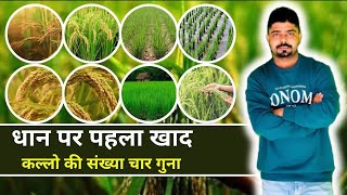 First Fertilizer Dose in Paddy Crops । धान में पहला खाद । कल्ले ही कल्ले । NitinDeol [upl. by Jochebed415]