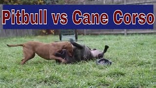 Pitbull vs Cane Corso Who Won The Fight [upl. by Micheline782]