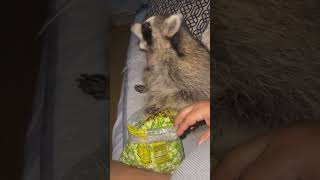 raccoons raccoon viral fyp shorts short reels reel funny nature funnymoments funnyracoon [upl. by Reiner678]