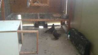 Iraqi Crack Tumbler Pigeons FOR SALE 150 [upl. by Yelekreb]