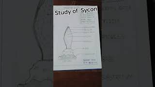 zoology practical of Sycon [upl. by Simonsen]