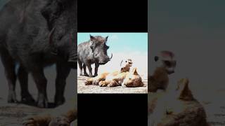 The lion king Funny Hindi Clip Part 6  Timon and Pumba [upl. by Enelrahs]