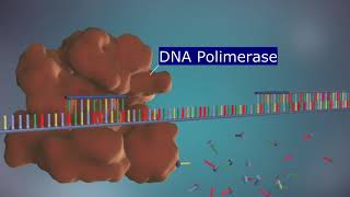 O Processo de Replicação do DNA  Animação Narrada em 3D [upl. by Rosco]