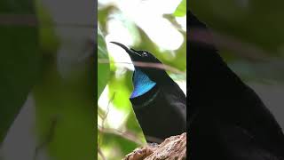 Magnificent riflebird [upl. by Gomer]