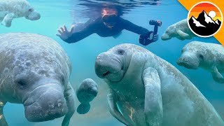 I Swam with 100 Manatees [upl. by Janeen]