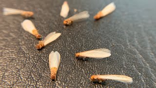 Drywood Termite Spot Treatment [upl. by Allain]