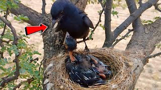 Drongo bird took wheat grain from somewhere and forcefully put in babies throat BirdPlusNature [upl. by Dott]