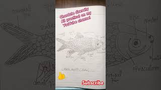 chordate diversity all practical phylum chordata zoology shorts share youtubeshorts phylum [upl. by Caro761]