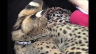 This Serval Kitten Will Scratch You [upl. by Jeana152]