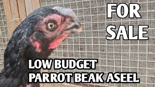 LOW BUDGET PARROT BEAK ASEEL FOR SALE IN AMRITSAR PUNJAB  7696616701 [upl. by Sheila]