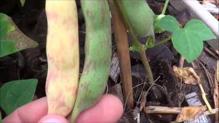 Growing and harvesting pinto beans growing pinto beans [upl. by Pathe985]