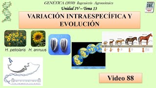 91 Tema 13 Variación Intraespecífica y Evolución Genética Cód 2030 [upl. by Lovato]