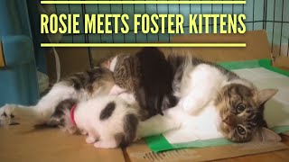 Rosie Meets Foster Kittens [upl. by Henrique936]