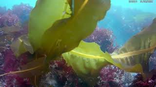 Underwater Fishing video Barview Jetty 0822 [upl. by Notlil]