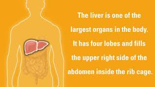 Liver Cancer Signs and Symptoms  DanaFarber Cancer Institute [upl. by Egedan385]