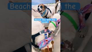 DOG BEACH day dogshorts beachday dogmom beachlife [upl. by Yeslehc]