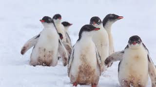 Gentoo Penguins [upl. by Neelrac688]