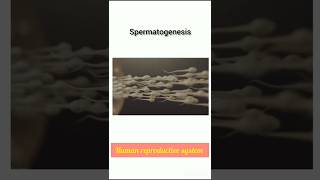 Spermatogenesis क्या होता हैspermatozoahuman reproductive systemneet reproduction 12th shorts [upl. by Ursula]