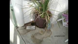 Over Watering Potted Plants Can Lead to Stains in Concrete [upl. by Winstonn549]