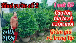 7102024☎️0985815710 Lanh 👉 khui vườn 2 cây lớn nụ kẹo như siêu nụ giá rẻ 1 mét 50 luôn giảo rin [upl. by Hannahoj]