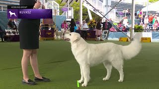 Kuvaszok  Breed Judging 2023 [upl. by Ylrehs12]