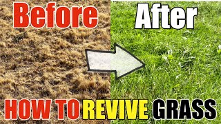 How To Revive Dead Grass Lawn DIY How to Go From Dry Grass to Beautiful Green Grass Step by Step [upl. by Esilec]