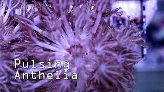 Pulsing Anthelia Coral [upl. by Kcerb]