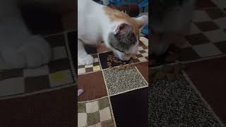 Complete Nutrition Drools Cat Food  Kitten Food 🤤 cat cutecat catfood shorts catshorts [upl. by Jeggar]