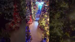 German family sets world record for most Christmas trees 🎄 [upl. by Elsy77]