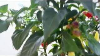 Straordinario albero delle melanzane Il giardino su una pianta Record 15 innesti MultiPepper [upl. by Yxel]