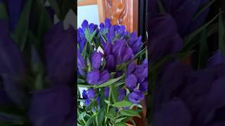 Gentiana Scabra rindou flowers satisfying shortvideo short viralvideo shorts [upl. by Heise]