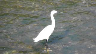 Egretta Garzetta [upl. by Kiker]