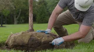 How to Plant a Tree Part 1 Planting Your Tree the Right Way [upl. by Barfuss]