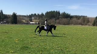 5 year old gelding by Toto Jr [upl. by Sonahpets]