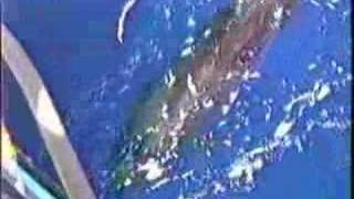 Schooner Anne Voyages Past Pilot Whales sing in 1997 [upl. by Brendan]