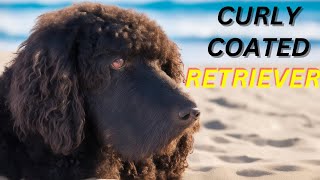 Curly Coated Retriever Pros And Cons  The Good And The Bad [upl. by Niall]