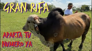 Toro gyr lechero hijo de SANSAO con rejistro traído de Costa Rica se rifa en diciembre [upl. by Hinman718]