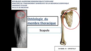 1ére année médecine  anatomie de la scapula et lhumérus [upl. by Lombardy]