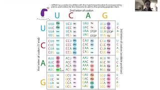 Bacterial expression strains  esp BL21 strains with plasmids containing tRNAs for rare codons [upl. by Else768]