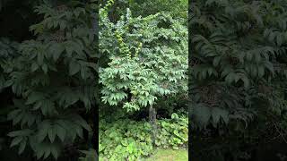 Sargents rowan Sorbus sargentiana  tree  July 2024 [upl. by Thedrick]