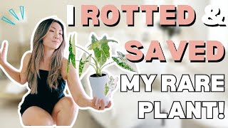 How I ROTTED amp SAVED My Favorite Plant Alocasia Frydek Plant Care  Corm Propagation  Repotting [upl. by Goldenberg465]